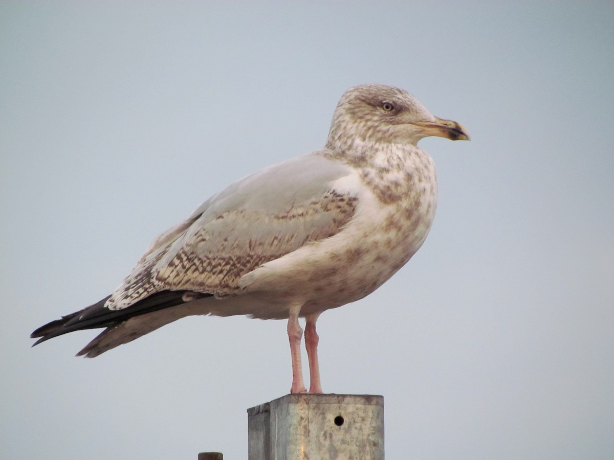 Herring Gull - ML26050411