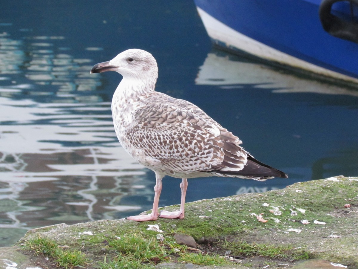 Great Black-backed Gull - ML26050451