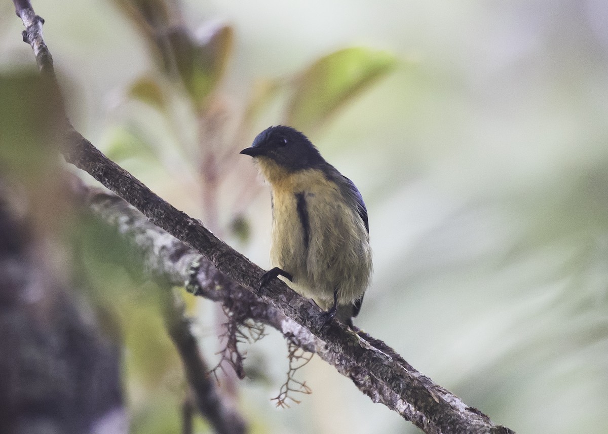 Sumatran Flowerpecker - Sayam U. Chowdhury