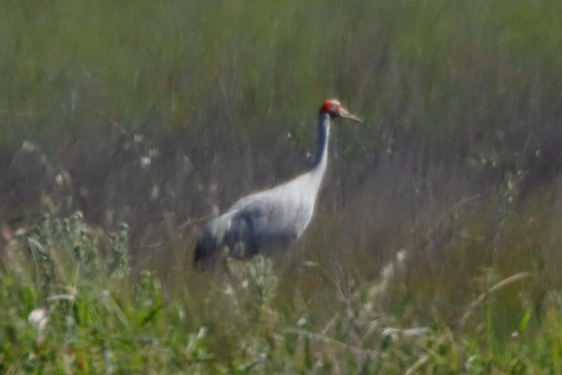 Brolga - ML260505031