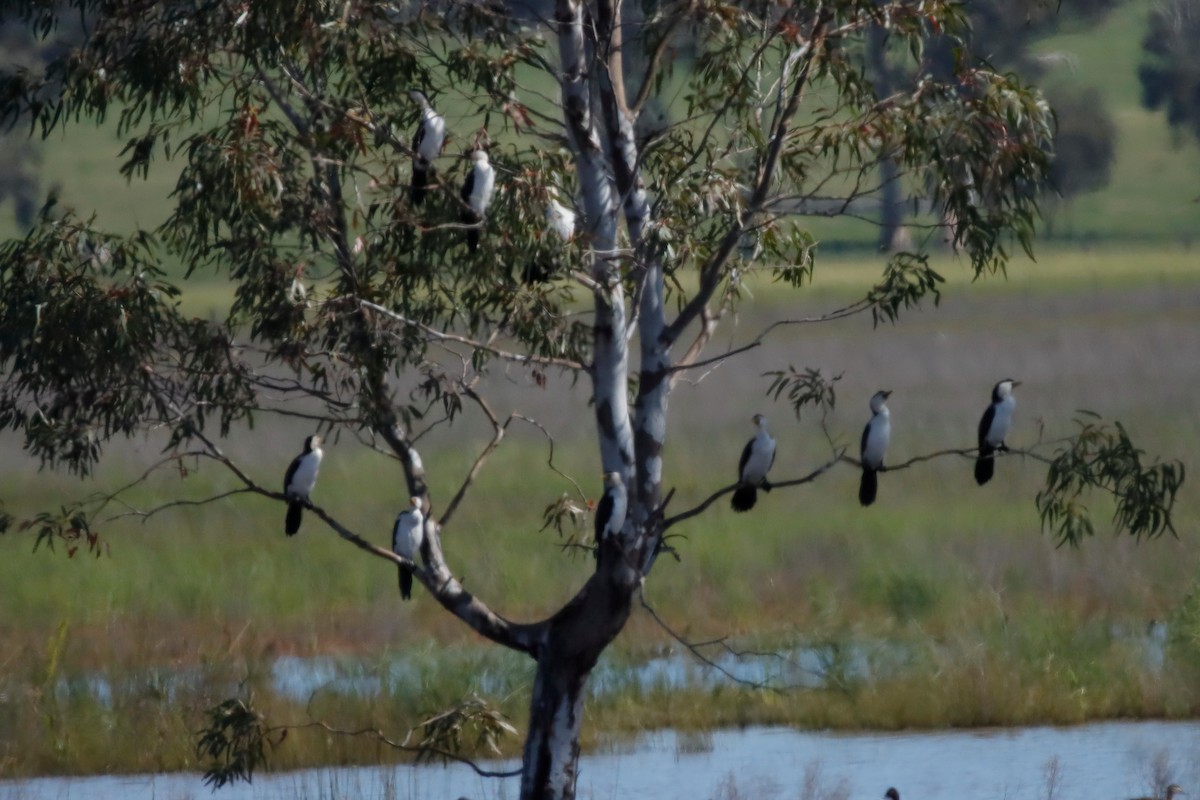 Little Pied Cormorant - ML260505081