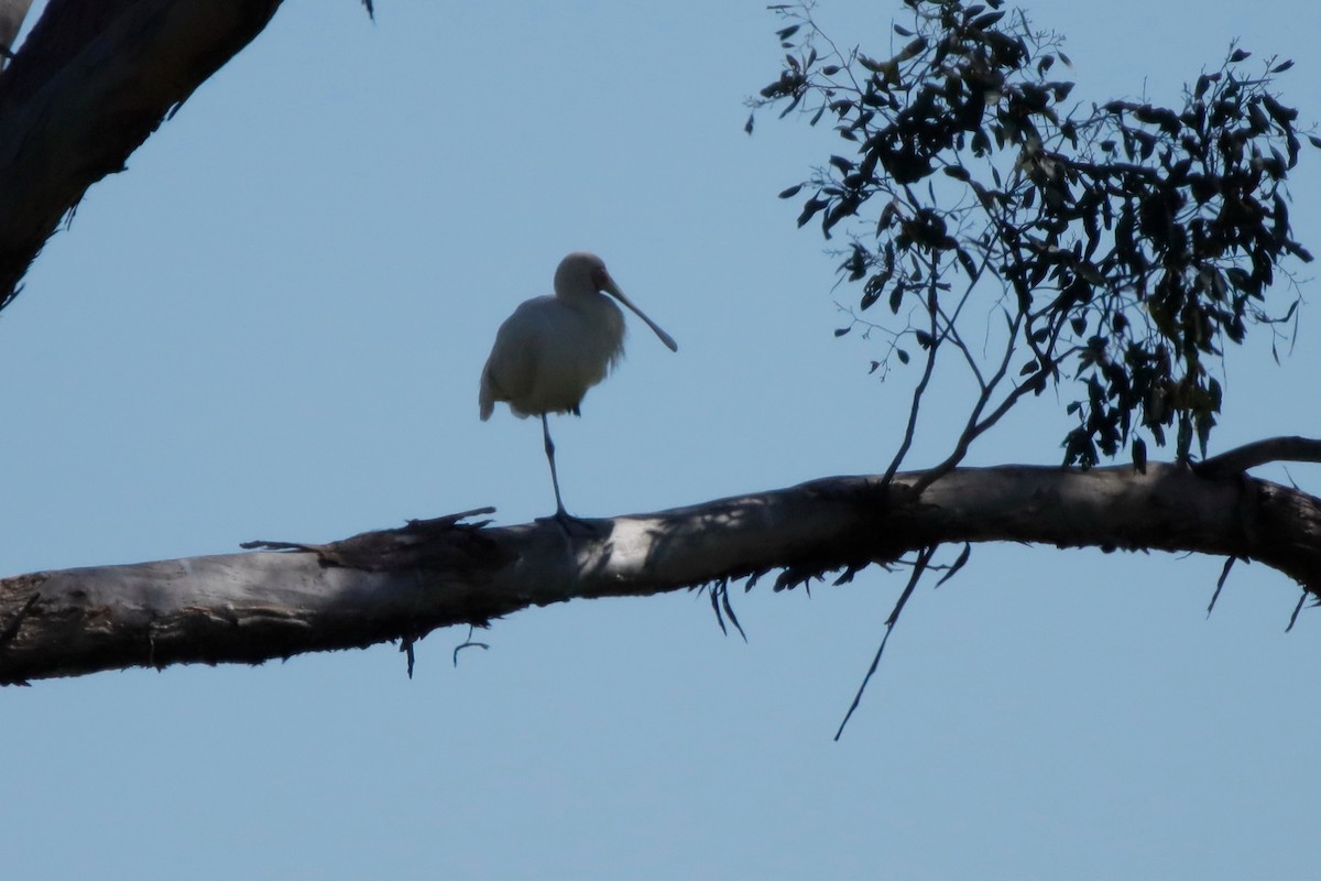 Yellow-billed Spoonbill - ML260505111