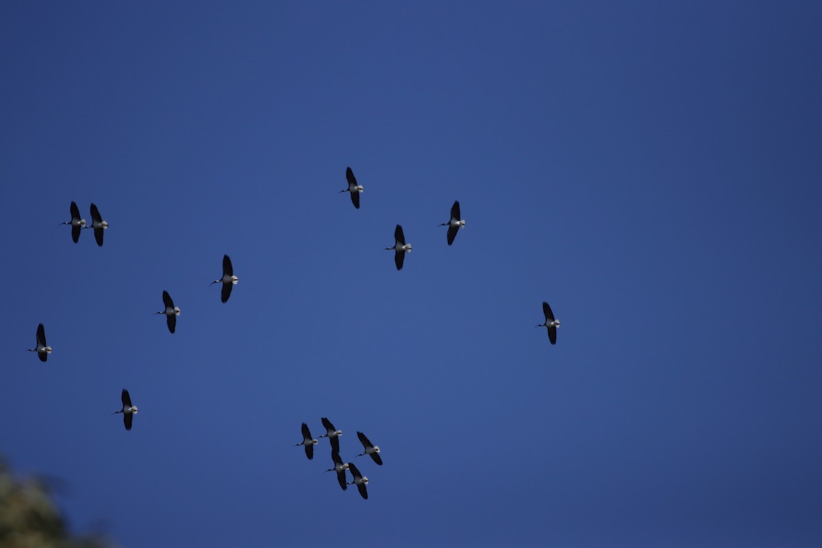 Straw-necked Ibis - ML260505141