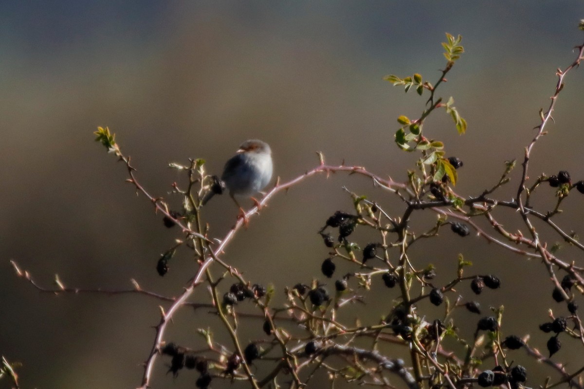 Superb Fairywren - ML260505351