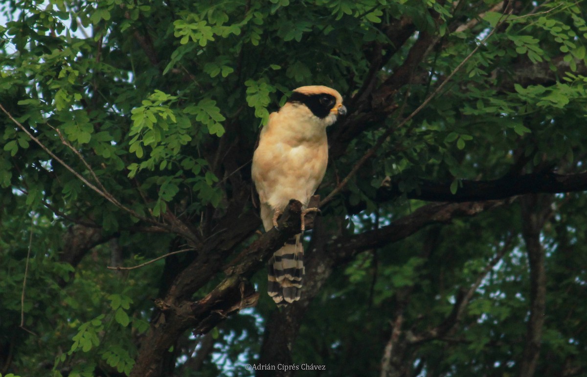 Laughing Falcon - ML260506321