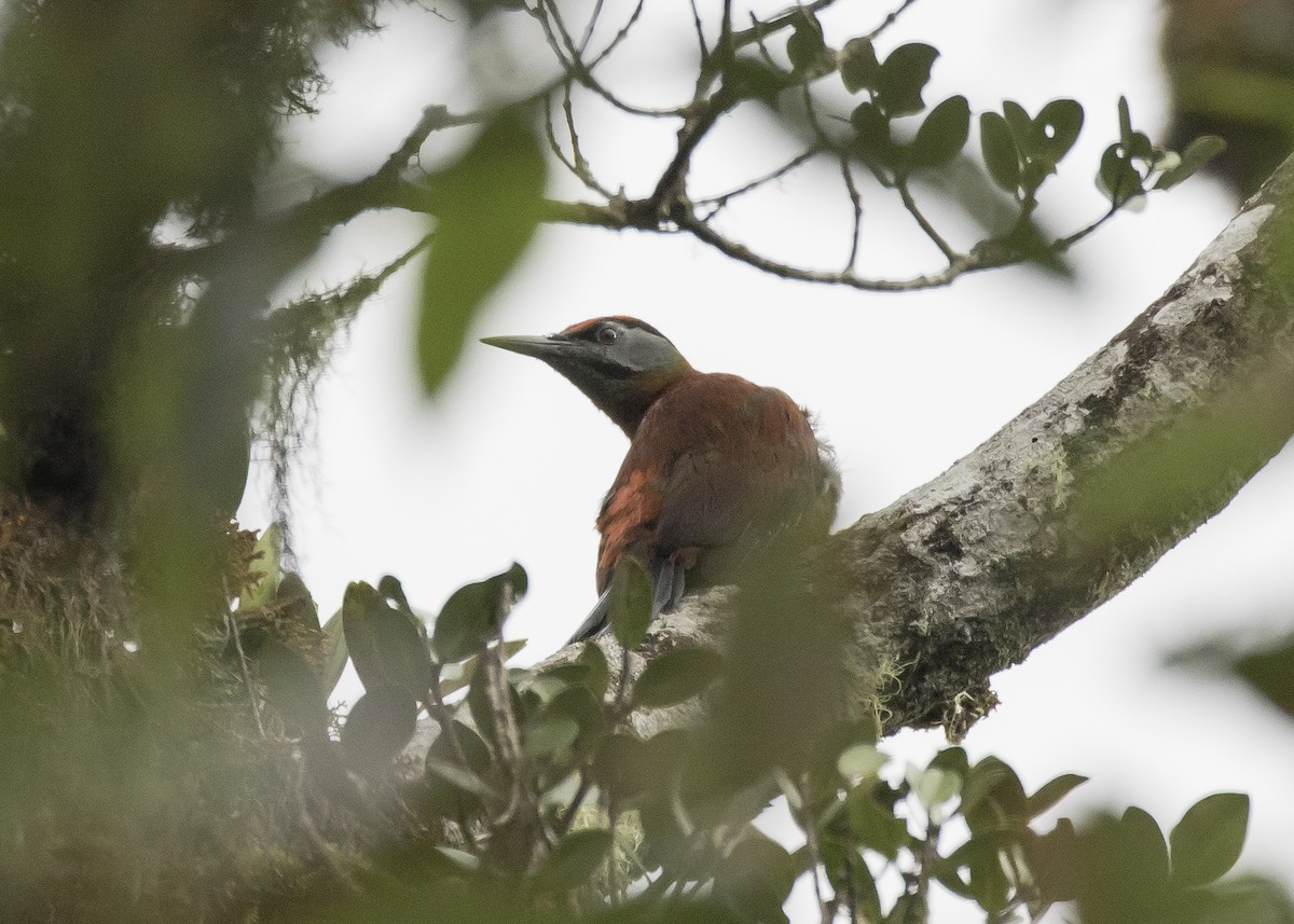 Gray-headed Woodpecker (Sumatran) - ML260506831