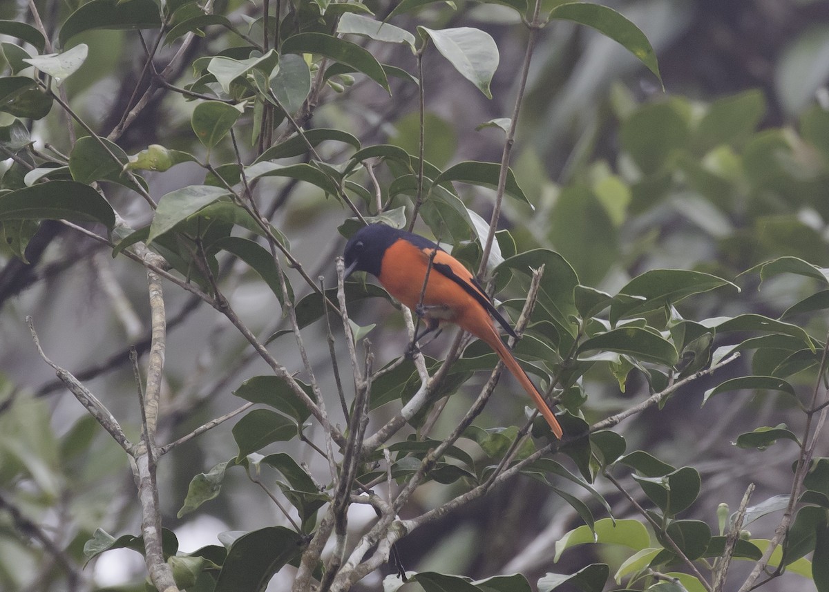 Minivet vermillon - ML260506861