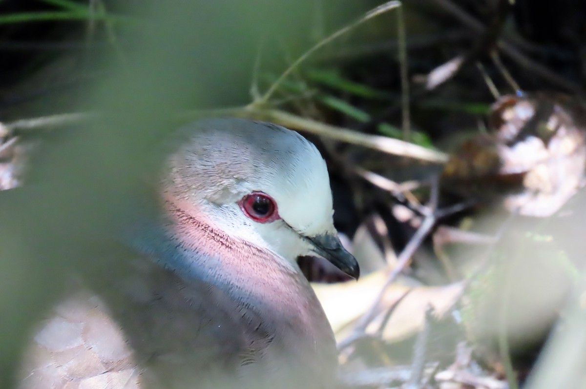 Lemon Dove - ML260507601