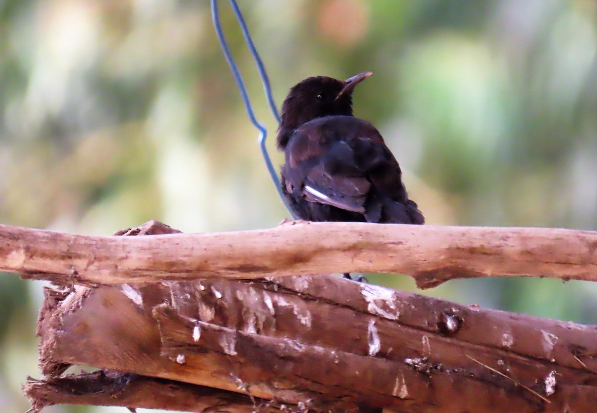 Rüppell's Robin-Chat - ML260507691