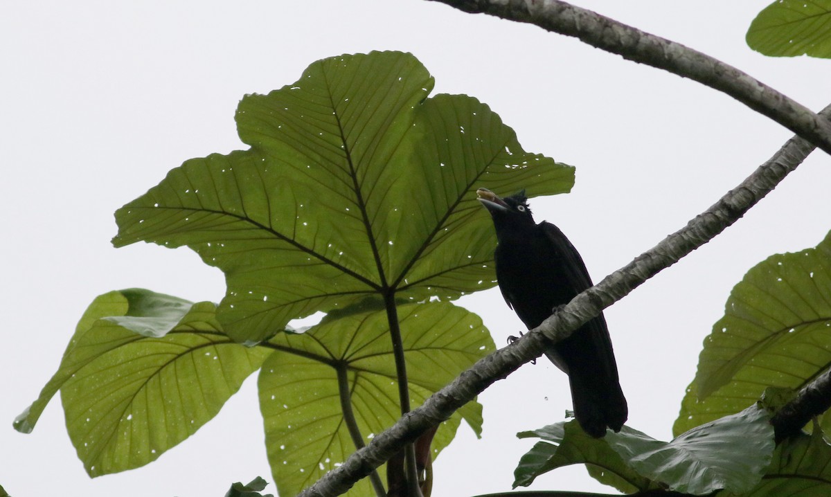 Амазонская зонтичная птица - ML26050991