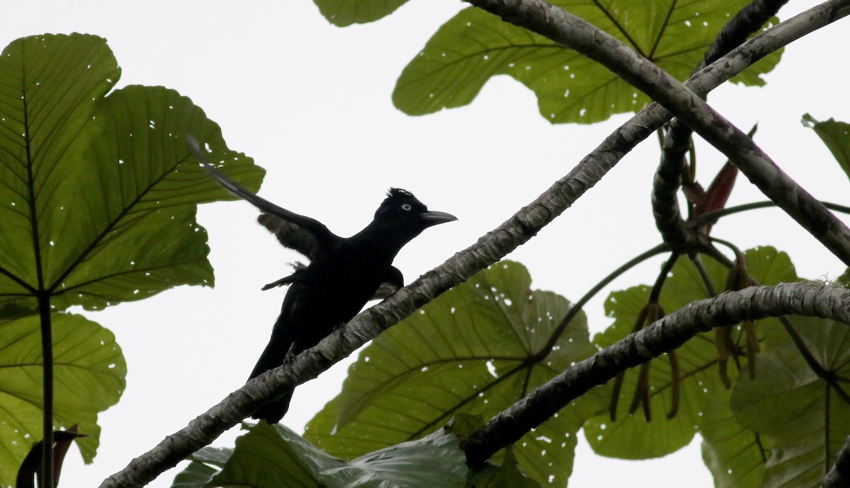 Амазонская зонтичная птица - ML26051011