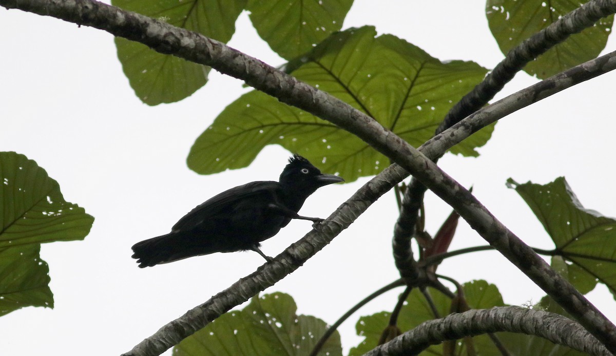 Амазонская зонтичная птица - ML26051021