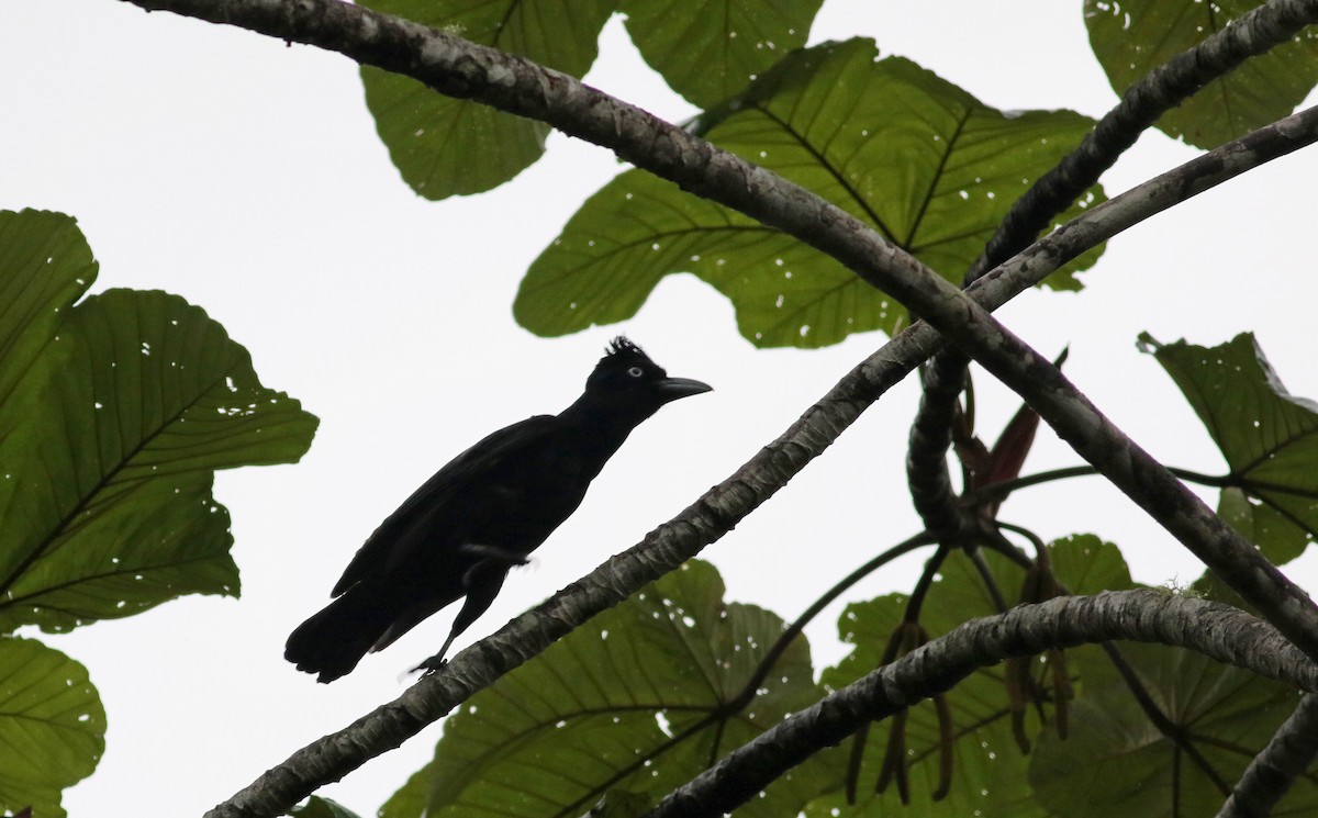 Амазонская зонтичная птица - ML26051031