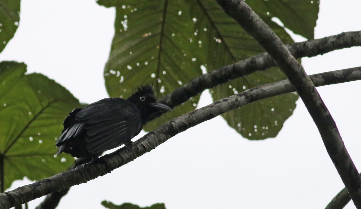 Амазонская зонтичная птица - ML26051041