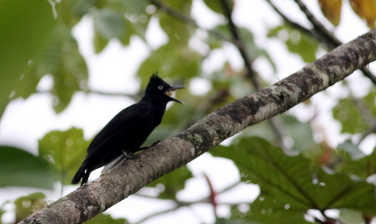 Amazonian Umbrellabird - ML26051111