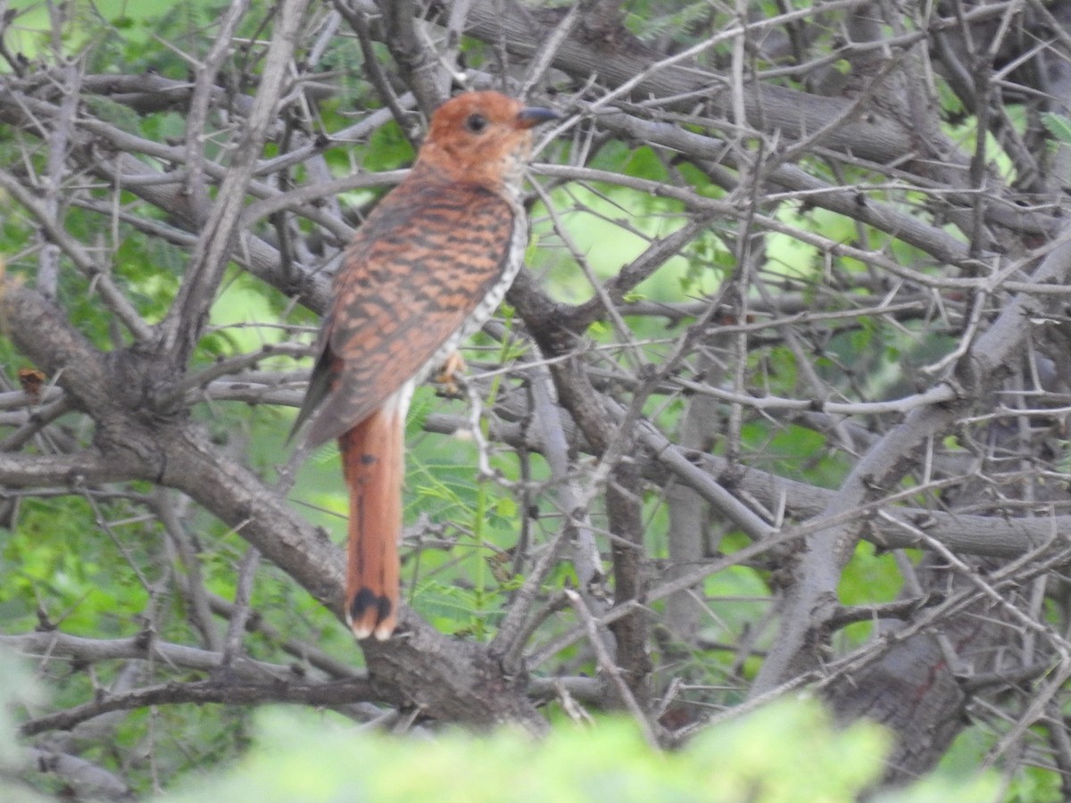 Gray-bellied Cuckoo - Ajinkya  Supekar