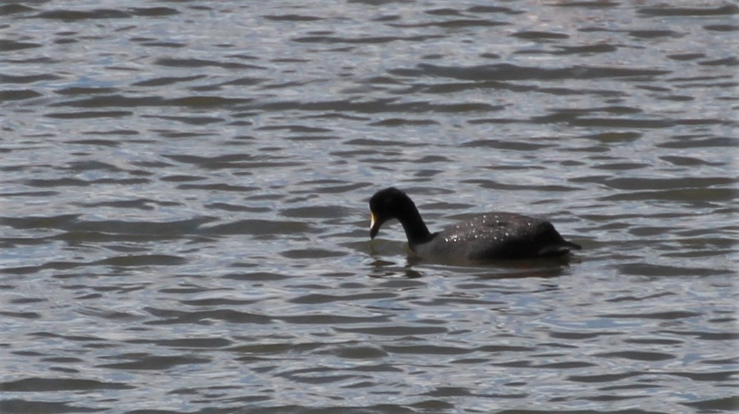 Giant Coot - ML260511731