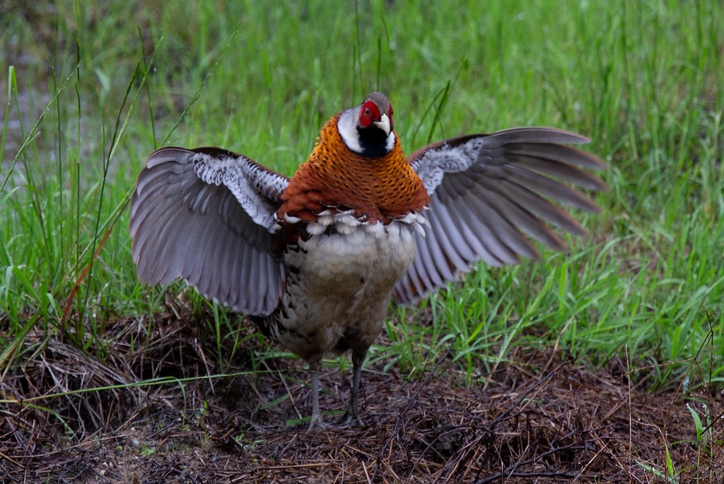 Elliot's Pheasant - ML260511831