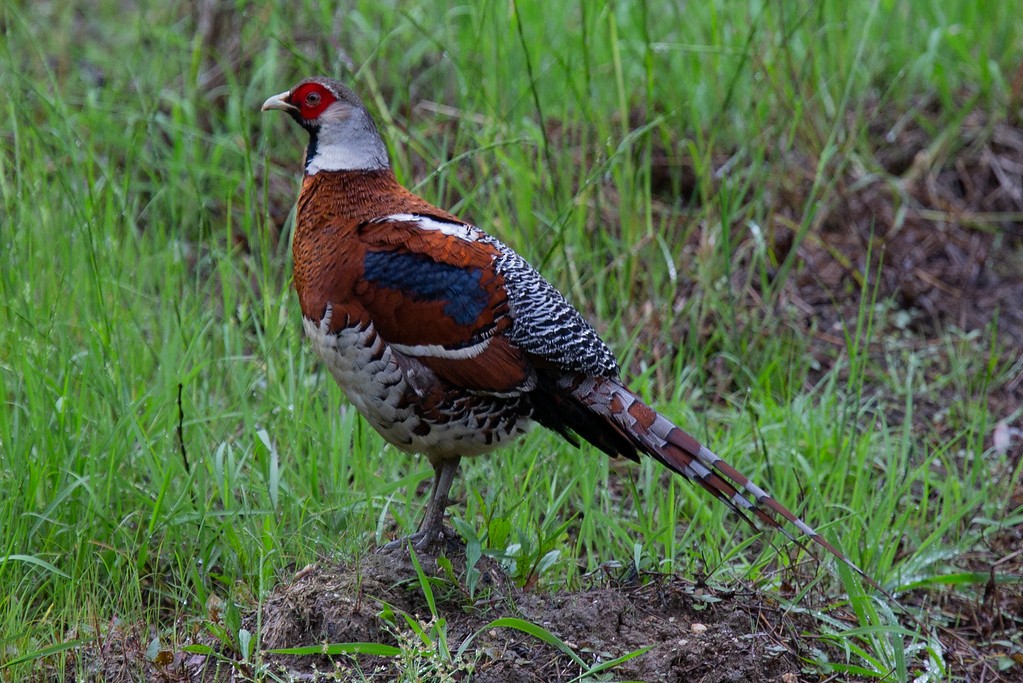 Elliot's Pheasant - ML260511981