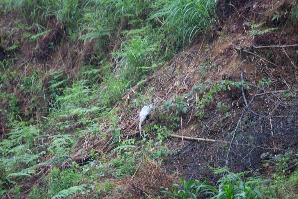 Silver Pheasant - Robert Tizard