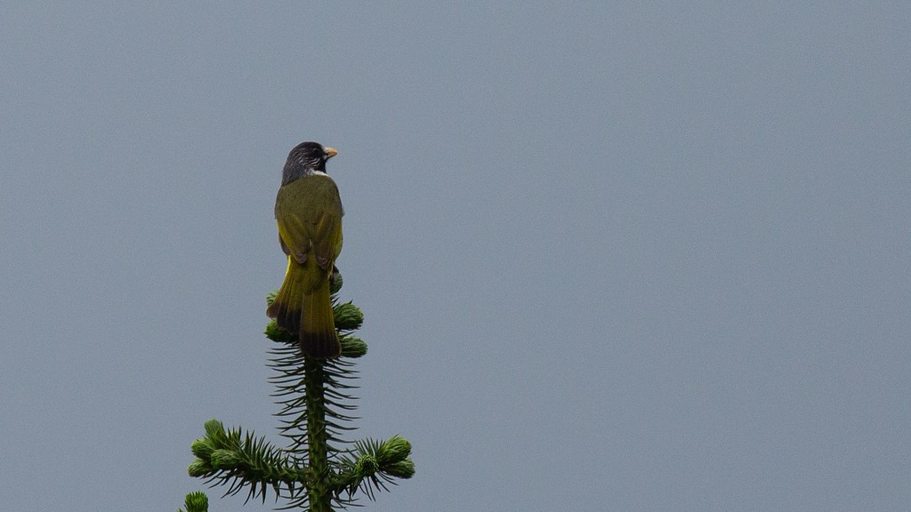 Collared Finchbill - ML260513141