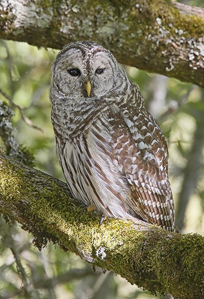 Barred Owl - Roger Windemuth