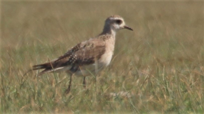 American Golden-Plover - Mathieu Franzkeit