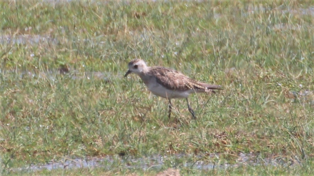 American Golden-Plover - ML260515021