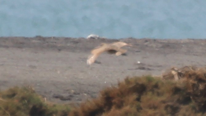 Marbled Godwit - ML260515041