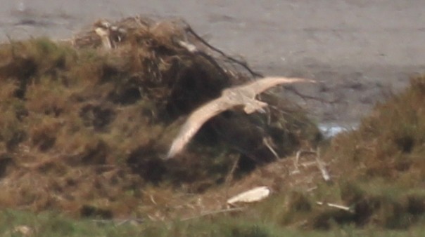 Marbled Godwit - ML260515051