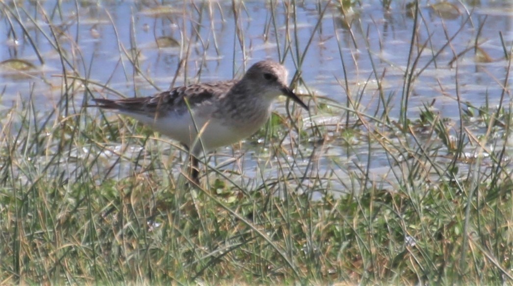 Baird's Sandpiper - ML260515071