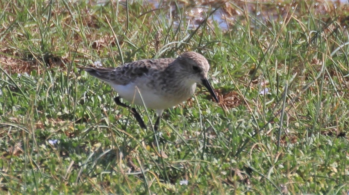 Bairdstrandläufer - ML260515081