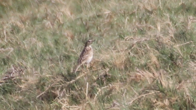 Peruvian Pipit - ML260515121