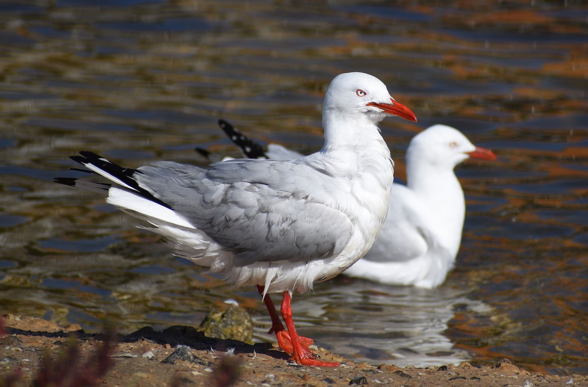 Gaviota Plateada - ML260515891