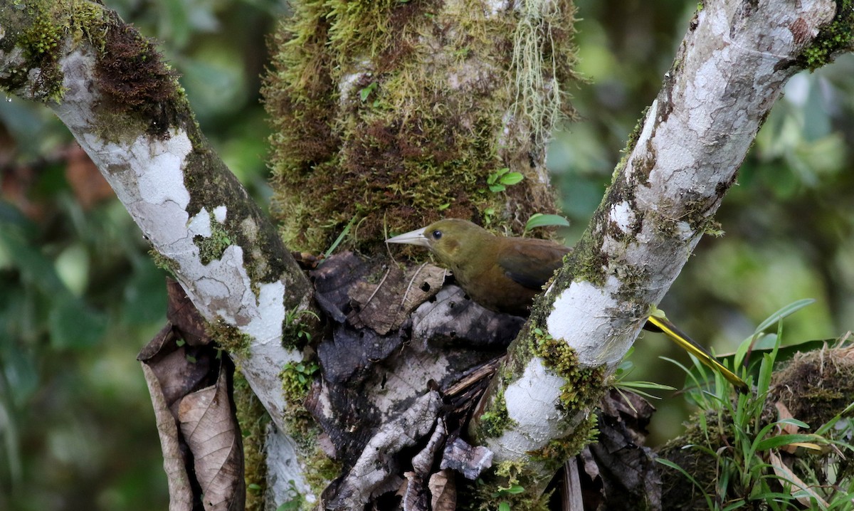 Russet-backed Oropendola - Jay McGowan