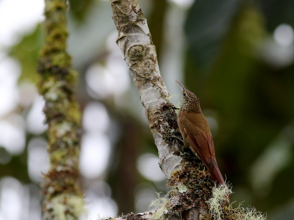 Montane Woodcreeper - Jay McGowan