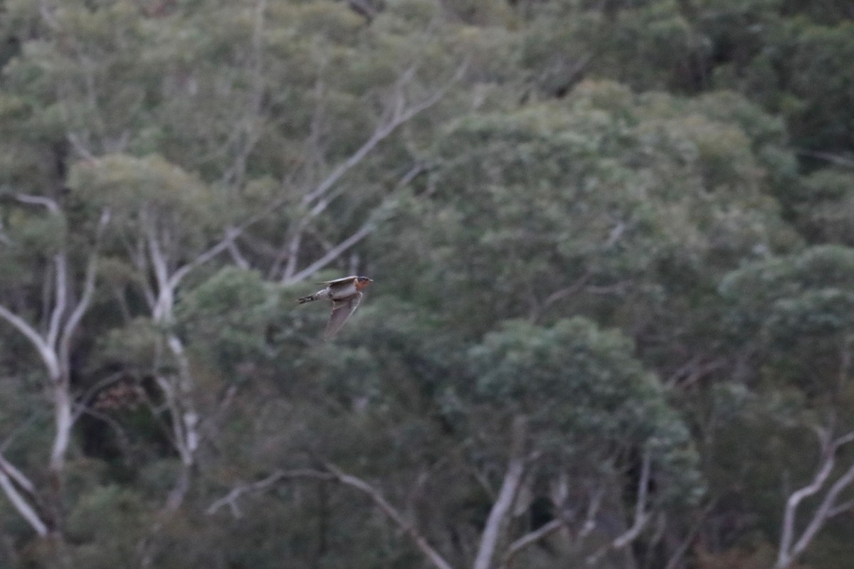 Welcome Swallow - ML260516571