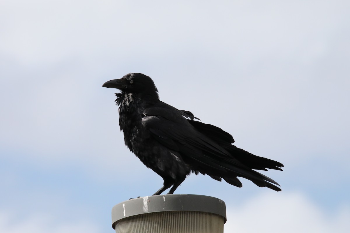 Australian Raven - ML260516671