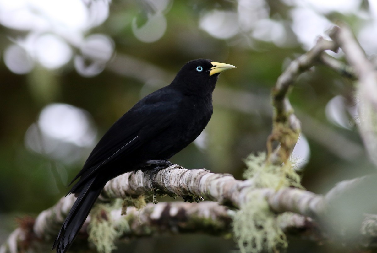 Scarlet-rumped Cacique (Subtropical) - Jay McGowan