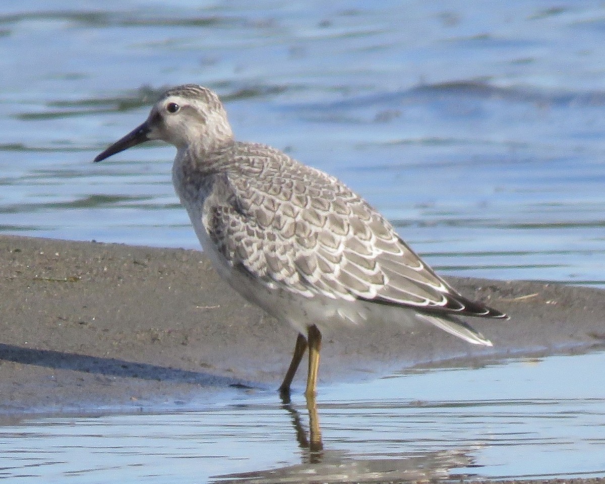 Red Knot - Jim Mead