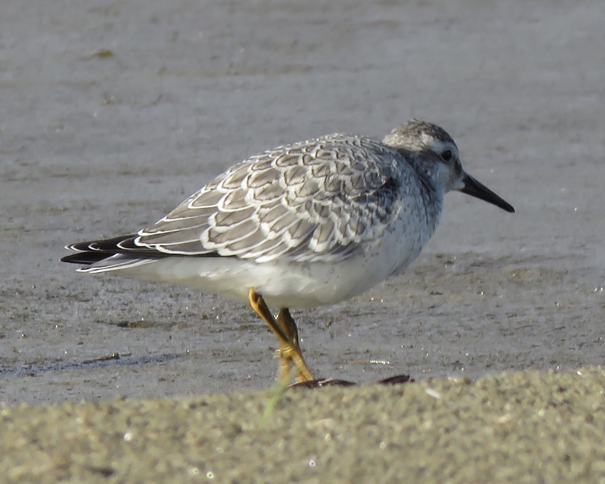 Red Knot - Jim Mead