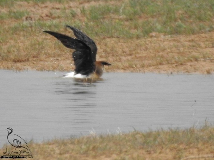 Glaréole à ailes noires - ML260520211