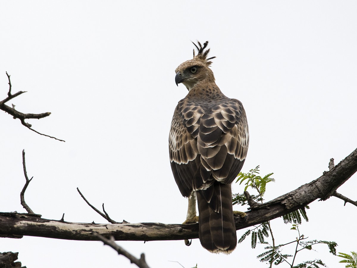 Aigle huppé - ML260522441