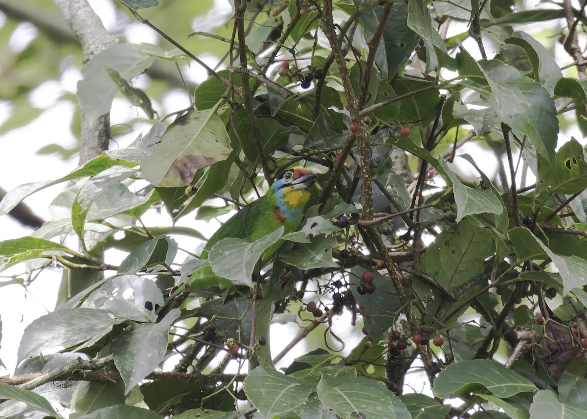 Black-browed Barbet - ML260524421