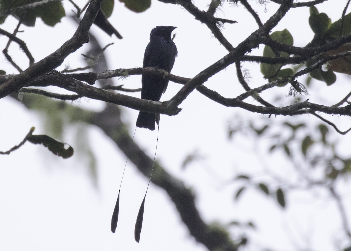 Lesser Racket-tailed Drongo - ML260524431