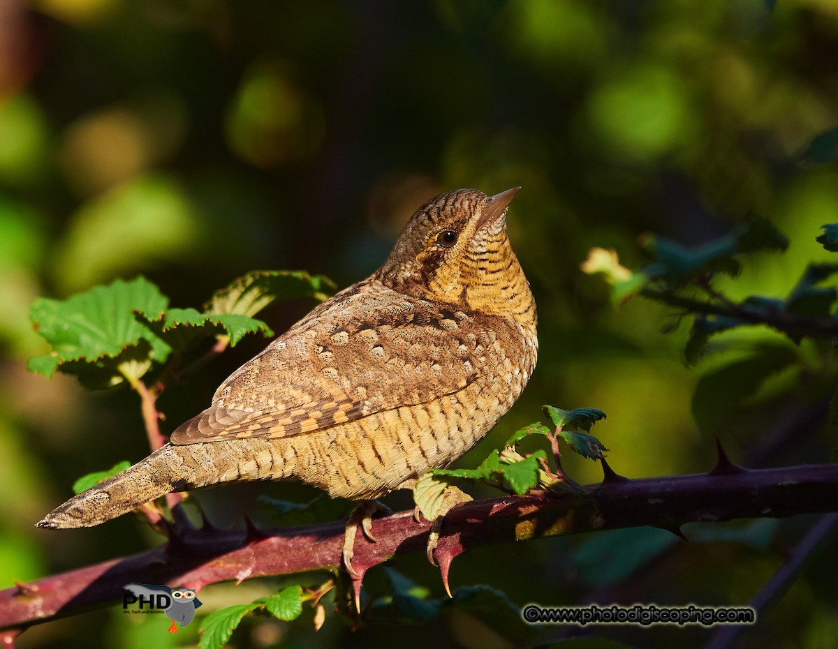 Eurasian Wryneck - ML260525981