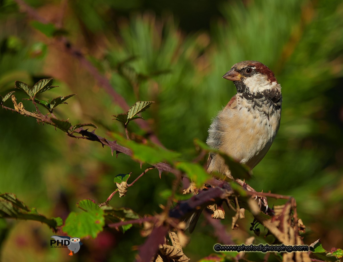 House Sparrow - ML260526061