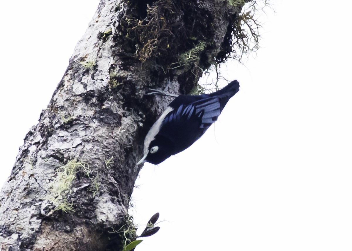 Blue Nuthatch - ML260526851