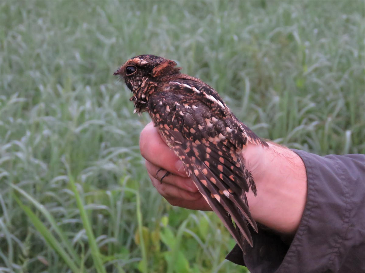 Spot-tailed Nightjar - Hugo Foxonet