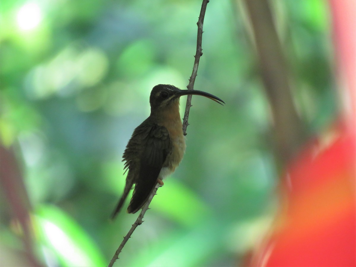 Rufous-breasted Hermit - ML260528601